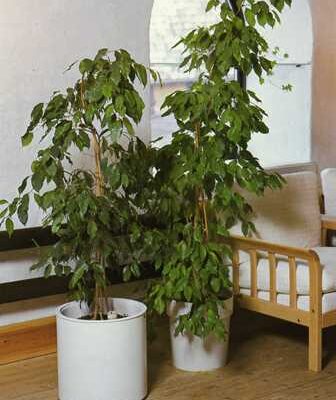 Csüngőágú fikusz