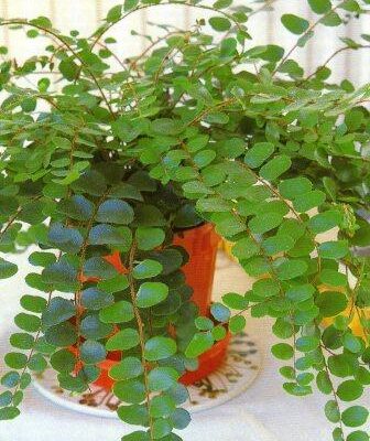 Kereklevelü sziklapáfrány