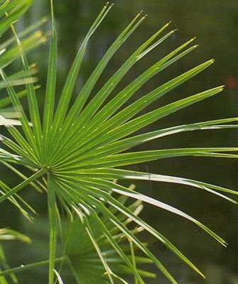 Kínai legyezőpálma