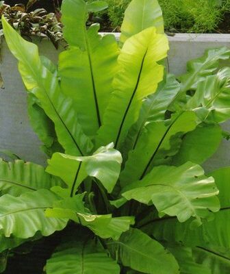 Madárfészekpáfrány