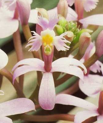 Epidendrum