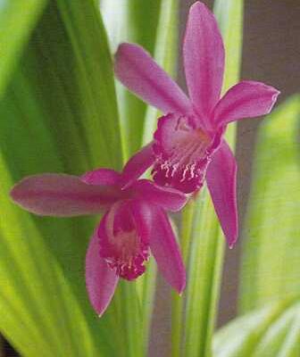 Jácintorchidea