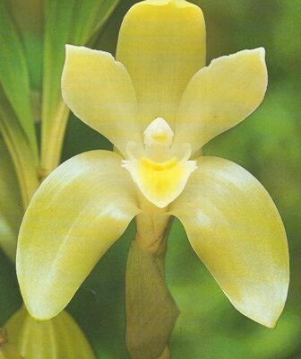 Lycaste