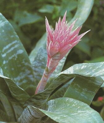 Csíkolt lándzsarózsa