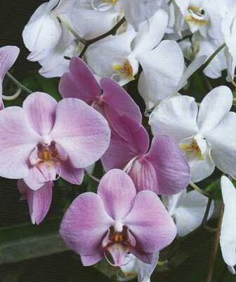 Hogyan virágoztathatjuk az orchideákat?