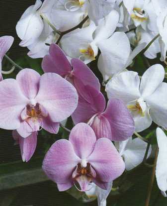 Hogyan virágoztathatjuk az orchideákat?