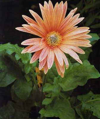Kerti gerbera