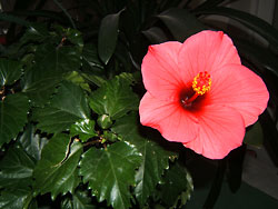 Kínai Hibiszkusz